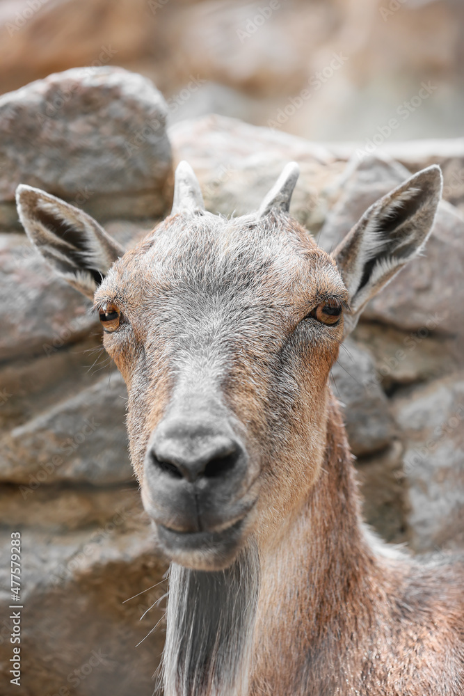 Markhor (Capra fakoneri) in zoological garden Markhor (Capra fakoneri) in zoological garden