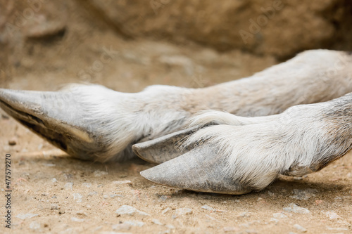 Legs of markhor (Capra fako...