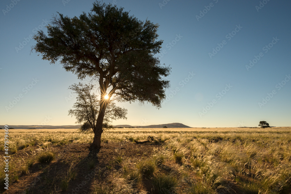 A horizontal shot of the golden sun setting behind an acacia tree against a deep blue sky and yellow green grass in the foreground, at sunset in the Sossusvlei, Namibia A horizontal shot of the golden sun setting behind an acacia tree against a deep blue sky and yellow green grass in the foreground, at sunset in the Sossusvlei, Namibia