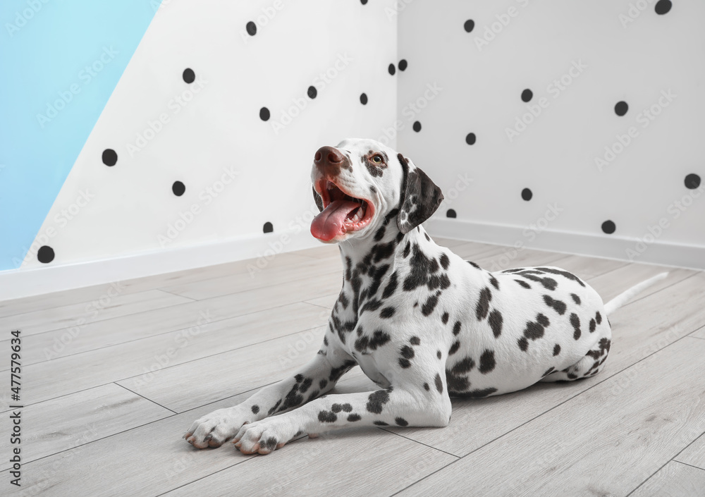 Funny Dalmatian dog lying near color wall Funny Dalmatian dog lying near color wall