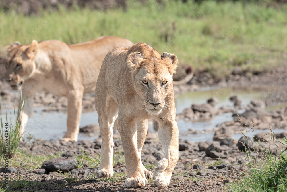 Lions of the Maasai Mara National reserve, Kenya Lions of the Maasai Mara National reserve, Kenya