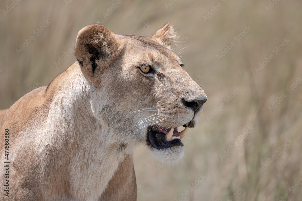 Obraz premium Lions of the Maasai Mara National reserve, Kenya