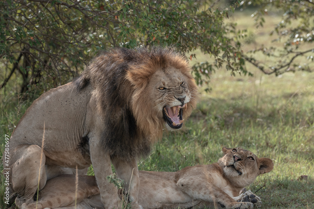 Lions of the Maasai Mara National reserve, Kenya Lions of the Maasai Mara National reserve, Kenya