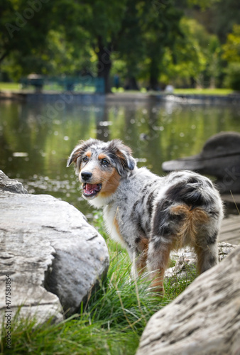 Puppy of australian shepherd is standing in the nature. Summer nature in park.