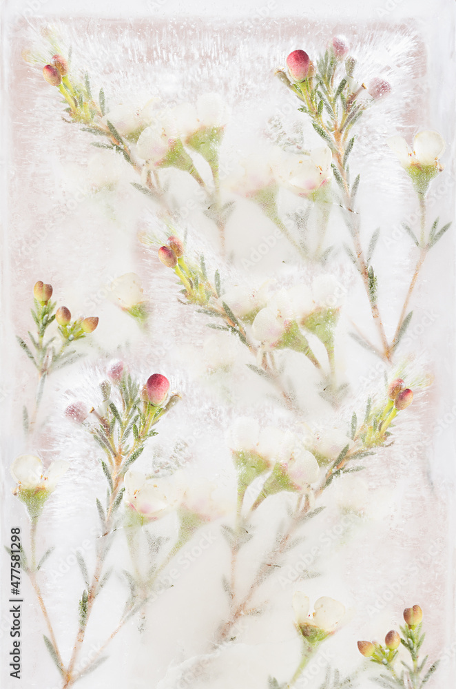 White frozen flowers on green cherry sprig with shiny bubbles in frost ice in sunlight on pastel pink color, elegant natural floral spring background, closeup, detail, vertical.