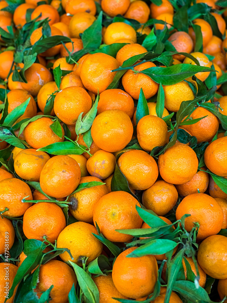 Fresh Tangerines with leaves (Citrus tangerina) Fresh Tangerines with leaves (Citrus tangerina)