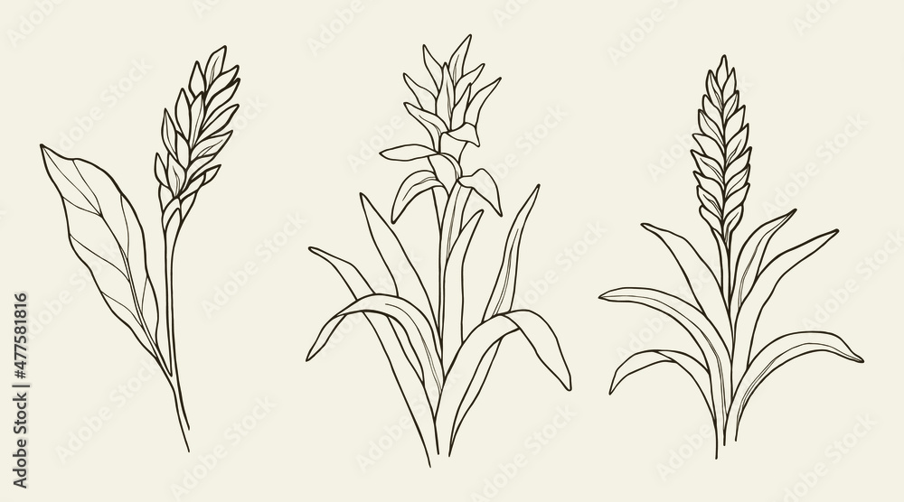 Naklejka premium Set of hand drawn ginger flower, guzmania, vriesea