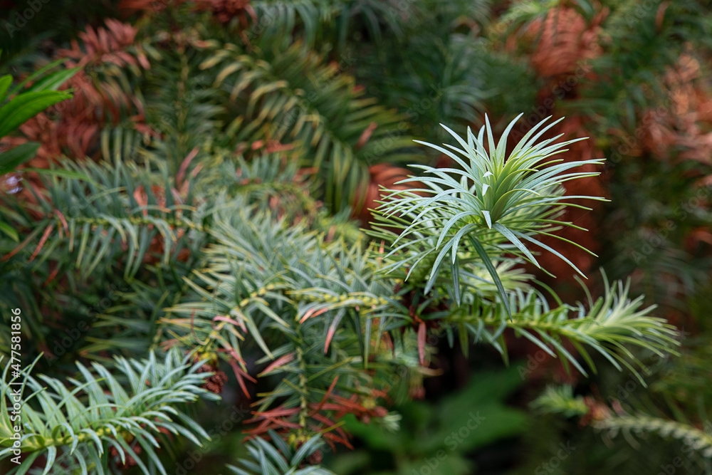 Young Cunninghamia Lanceolata, known also as the Chinese fir, a coniferous tree growing in Anaga Rural Park, scenic natural forest in the eastern part of the island of Tenerife, Canary Islands, Spain Young Cunninghamia Lanceolata, known also as the Chinese fir, a coniferous tree growing in Anaga Rural Park, scenic natural forest in the eastern part of the island of Tenerife, Canary Islands, Spain
