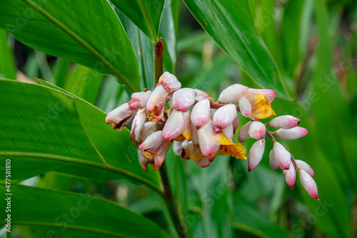 Cluster of alpinia zerumbet or shell ginger, tropical flora with unusual yellow flowers emerging from waxy white and pinkish shells, cultivated as spice, food and medicine or as house or garden plant