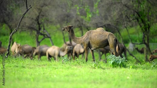 herd of camels Desert camel in the Arabian Gulf Saudi Arabia UAE Oman Qatar Kuwait