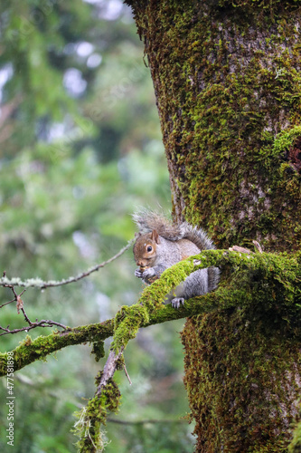 squirrel on tree