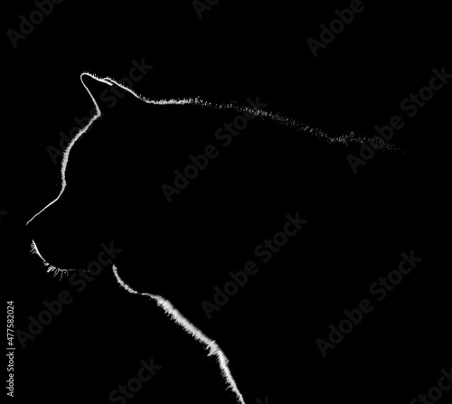 Silhouette of an Akita dog