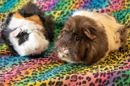 country pig in the garden