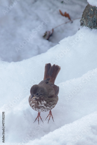bird in snow
