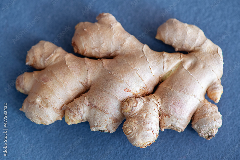 Fresh ginger roots against a light blue background, the rhizome of the Zingiber officinale, delicious edible plant used in various dishes for its spicy flavor or in traditional or alternative medicine