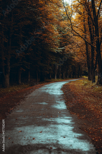 Autumn road