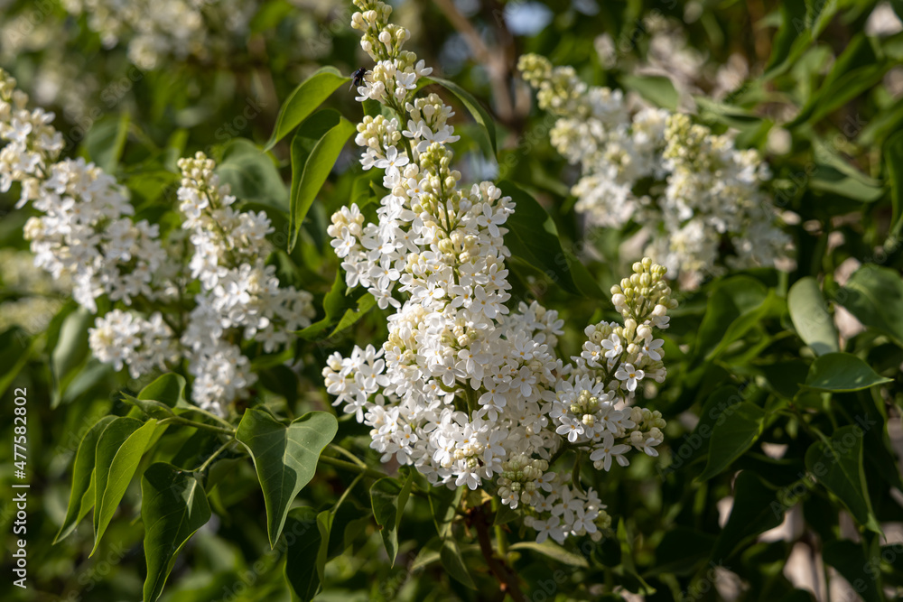 Branch of white lilac with green leaves and buds blooms on a green blurred background in summer Branch of white lilac with green leaves and buds blooms on a green blurred background in summer