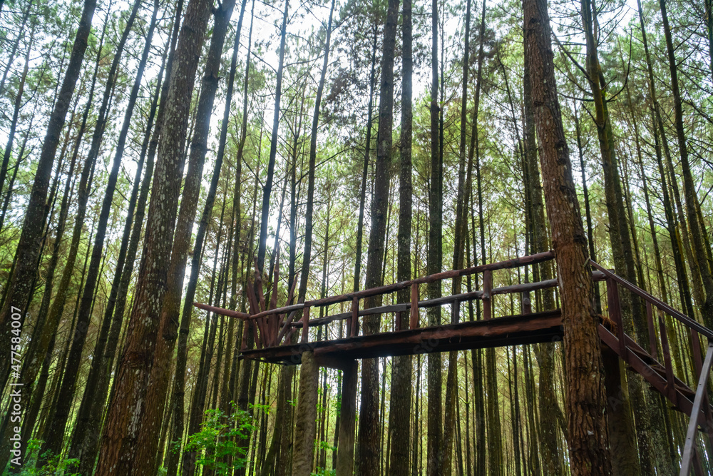 Fototapeta premium Panorama of a pine tree forest with a small wooden bridge in the middle of the day. High-resolution Panoramic landscape