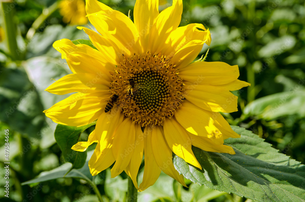 Bees enjoying a sunflower in August Bees enjoying a sunflower in August