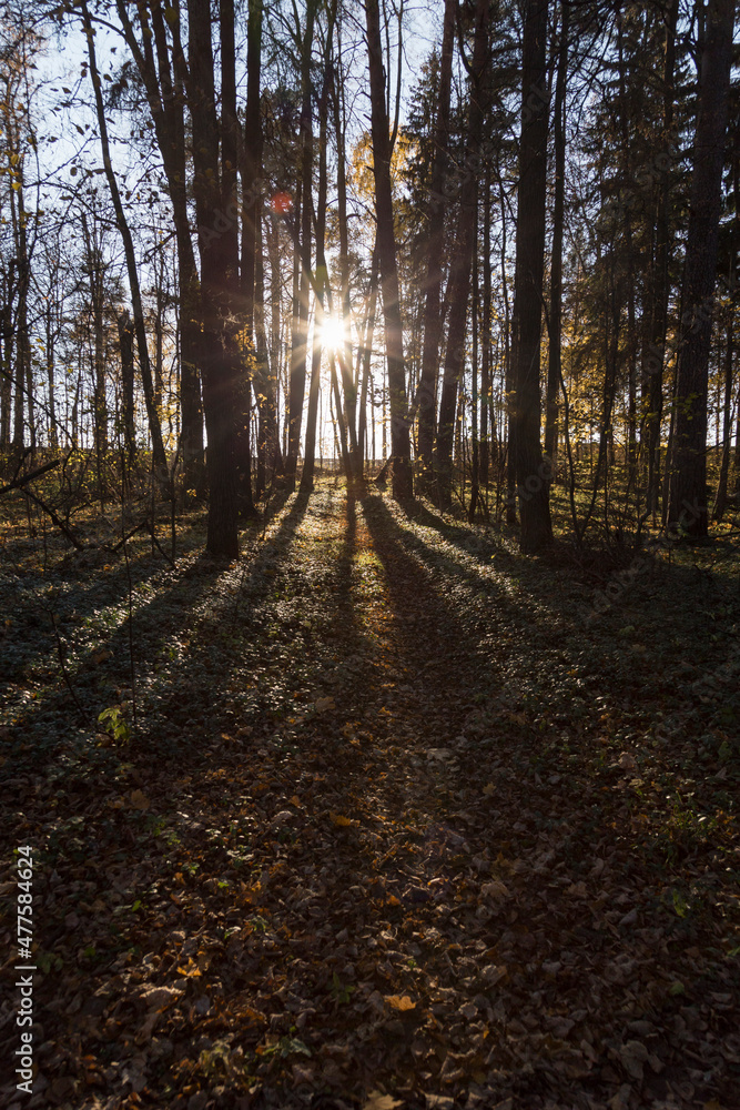 Fototapeta premium forest trail with green and dry yellow autumn leaves and sun beams rays of light shining through trees branches falling on ground forming shadows on surface