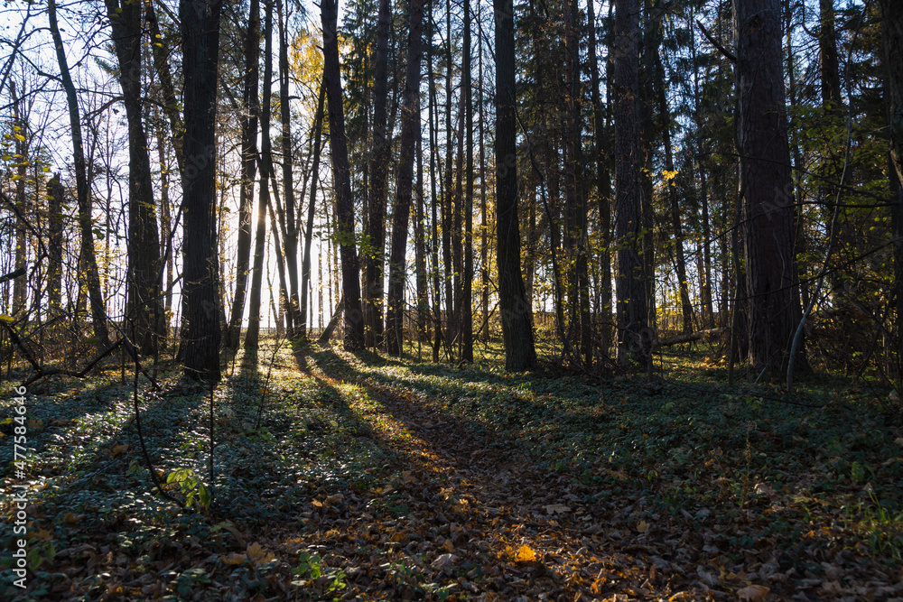 Fototapeta premium forest trail with green and dry yellow autumn leaves and sun beams rays of light shining through trees branches falling on ground forming shadows on surface