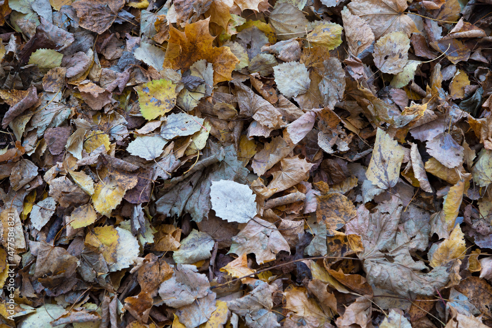 pile of brown yellow dry leaves on the ground surface. Seasonal filled frame close up background wallpaper autumn shot pile of brown yellow dry leaves on the ground surface. Seasonal filled frame close up background wallpaper autumn shot