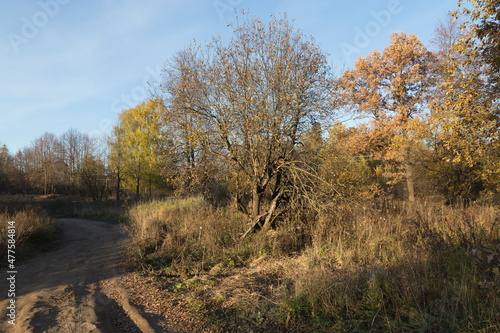 Mud road and trees with yellow leaves foliage on branches, dry brown grass on a clear blue sky background. Sunny autumn day in a countryside forest