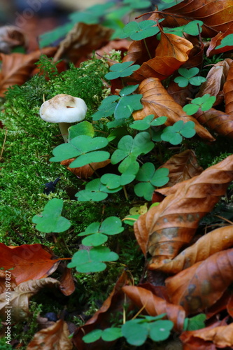 Fungi growing beside Mountain Wood Sorrel, Hamserley Forest, County Durham, England, UK.