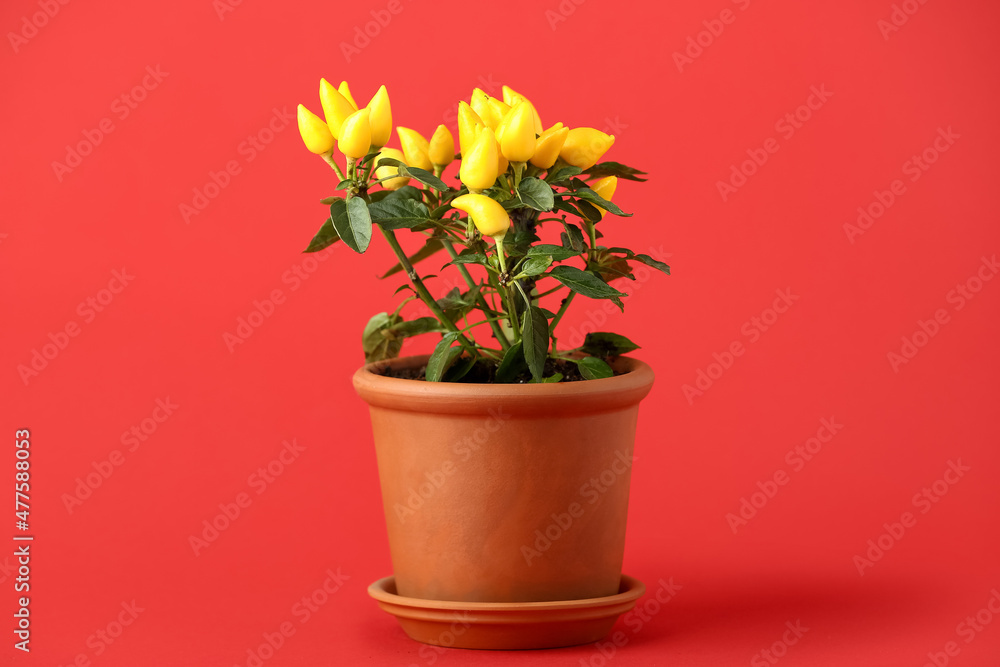 Pepper tree in pot on red background