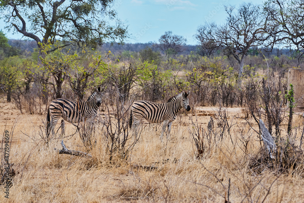 Obraz premium Plains Zebra standing in thick bush