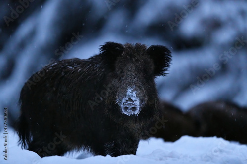 Wild boar in winter. The leader of the herd of wild boars in front of its herd in winter, snowy forest in the background.