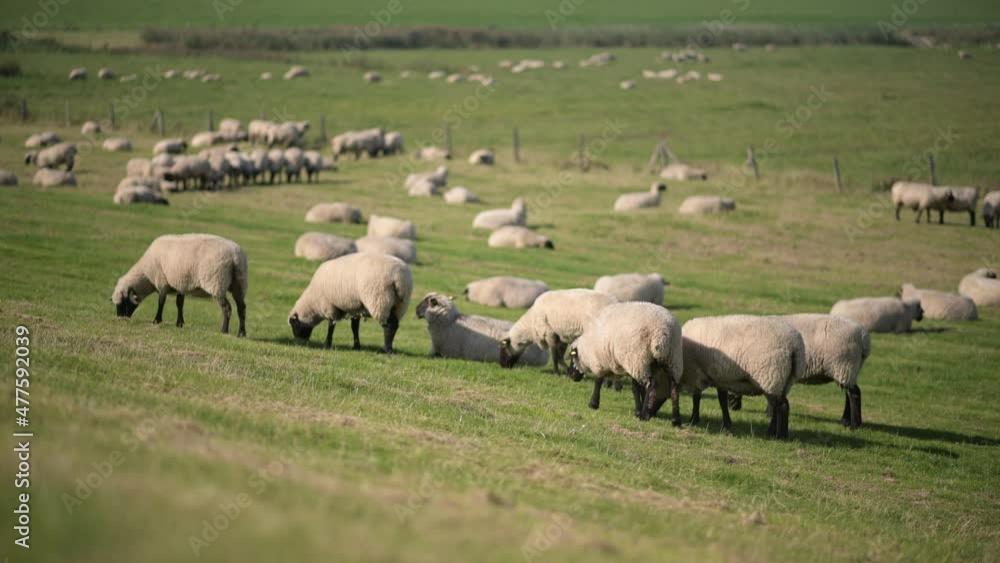 sheep and lambs with black head on a dam while eating gras in the sunshine on a summer day in 4k UHD Video sheep and lambs with black head on a dam while eating gras in the sunshine on a summer day in 4k UHD Video