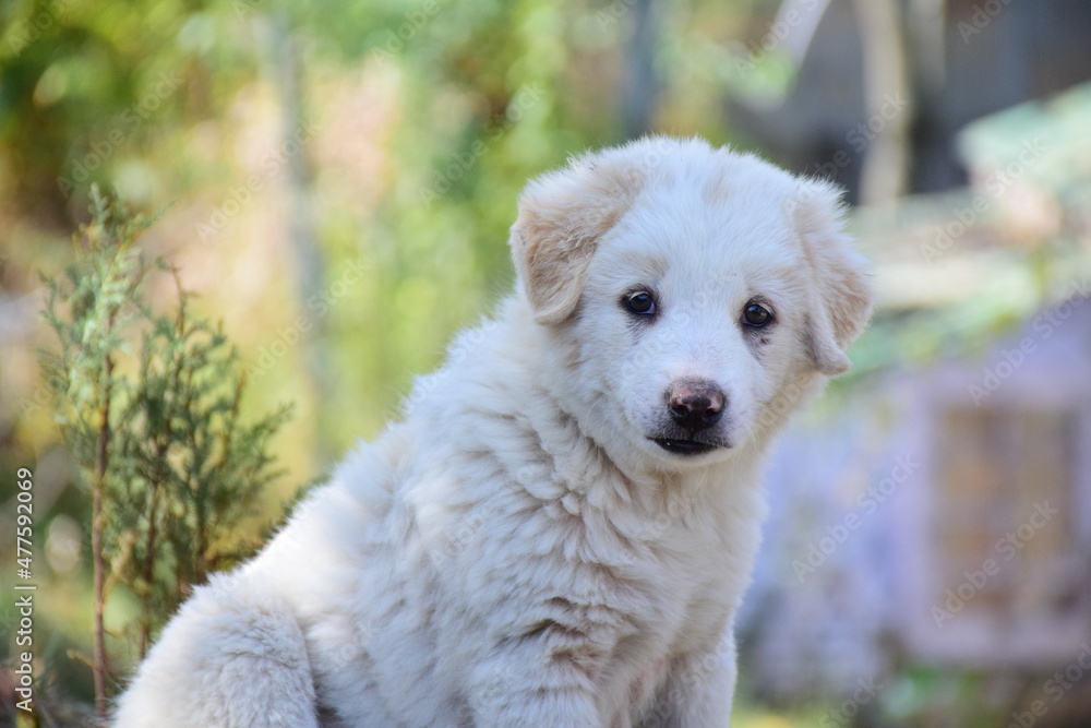 white dog portrait white dog portrait
