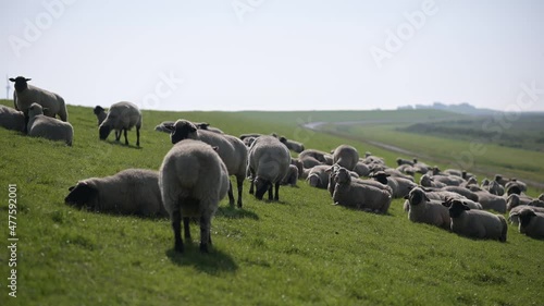 sheep lay in gras while looking in camera in a green dam during vacation photo