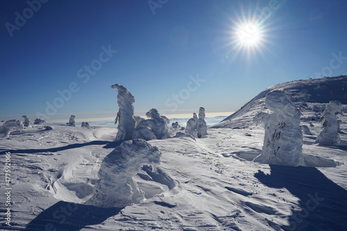 Snow covered trees look like ice statues, beautiful Krkonose Giant Mountains in winter sunny weather, pure nature