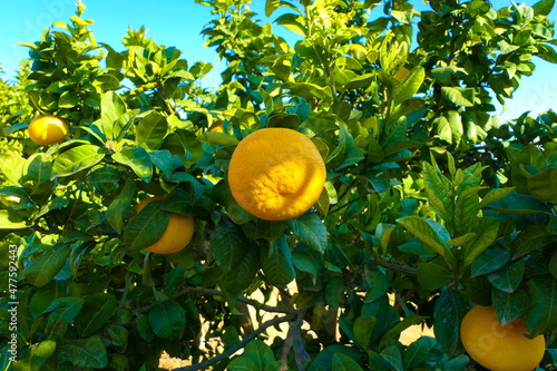 Orange plantation with bright ripe fruit on tree in foreground