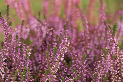 Heather shrub with beautiful flowers outdoors  closeup