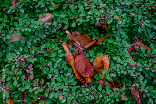 Brown dry chestnut leaves among evergreen branches of Berberis thunbergii. Beautiful autumn natural floral pattern