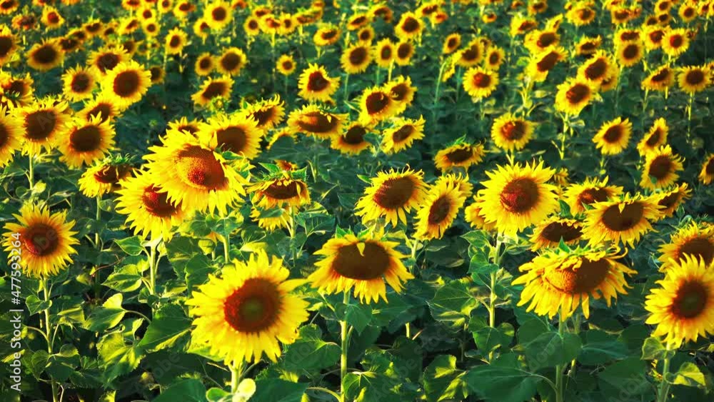 Beautiful sunflower flower blooming in sunflowers field.Thailand. Beautiful sunflower flower blooming in sunflowers field.Thailand.