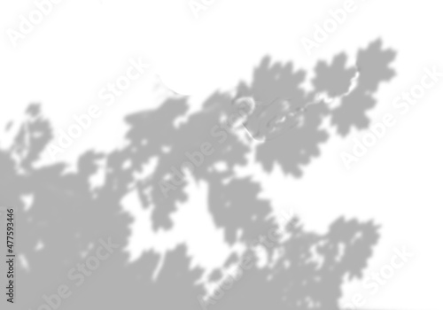 Summer background of shadows from maple leaves and branches on a white wall. White and black for photo or mockup