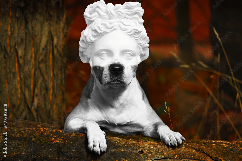 Pit Bull Terrier dog with a statue head made of plaster in nature Pit Bull Terrier dog with a statue head made of plaster in nature