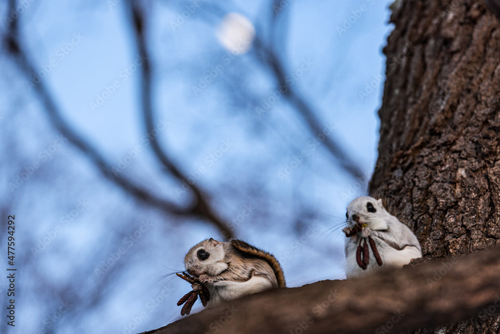 Obraz premium squirrel on a tree