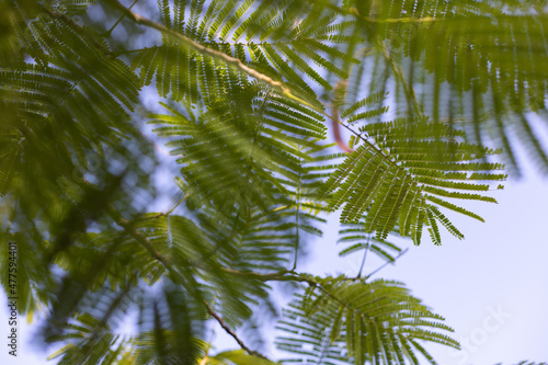 Leaf of paraserianthes lophantha tree on a blue sky background. Selective focus.