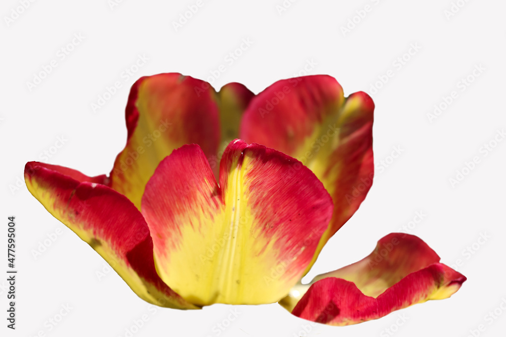 red yellow tulip isolated on a white background red yellow tulip isolated on a white background