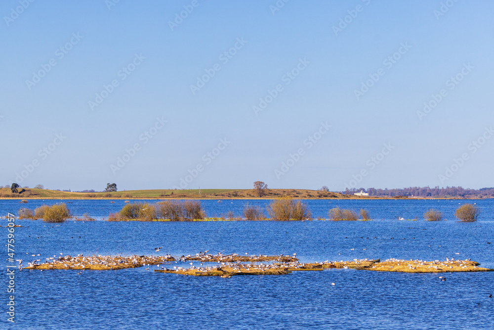 Black-headed gulls nesting in small islands in a lake Black-headed gulls nesting in small islands in a lake