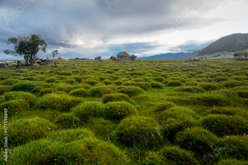 фотографія Green hummocky meadow off the coast of Lake Baikal