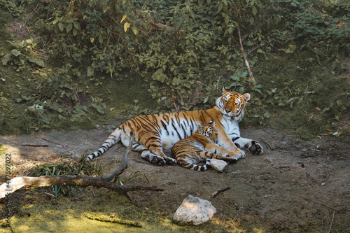 siberian tiger mother with her cub lying relaxed on a meadow. powerful predatory cat.