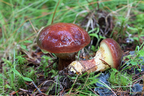 Larch suillus, also called larch bolete, wild mushroom from Finland, scientific name Suillus clintonianus