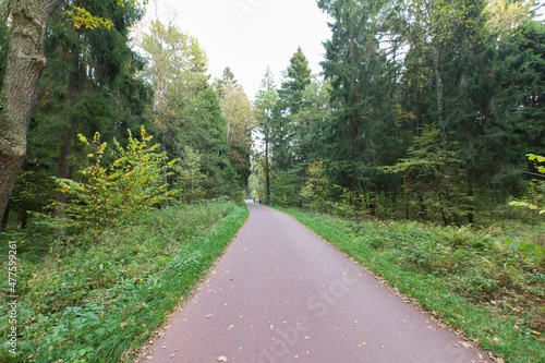 straight asphalt walkway trail path road in the woods with green grass, trees around . Meshersky forest park. Moscow, Russia photo