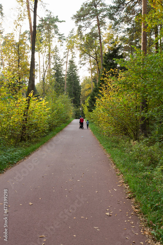 walkway, straight, concrete, asphalt, autumn, beauty, city, cloudy, country, countryside, day, foliage, forest, grass, green, mesherskiy, meshersky, moscow, moscow park, narrow, nature, outdoor, outdo